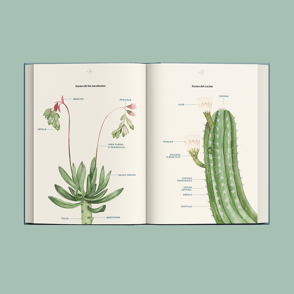 LIBRO ALFABETO PLANTISTA