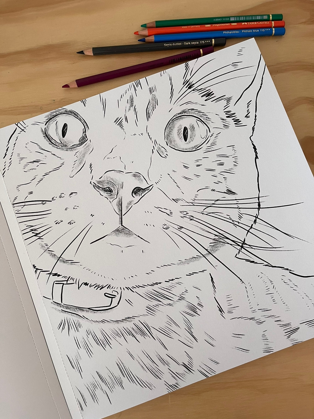 Libro Gatos por Cata Fuenzalida