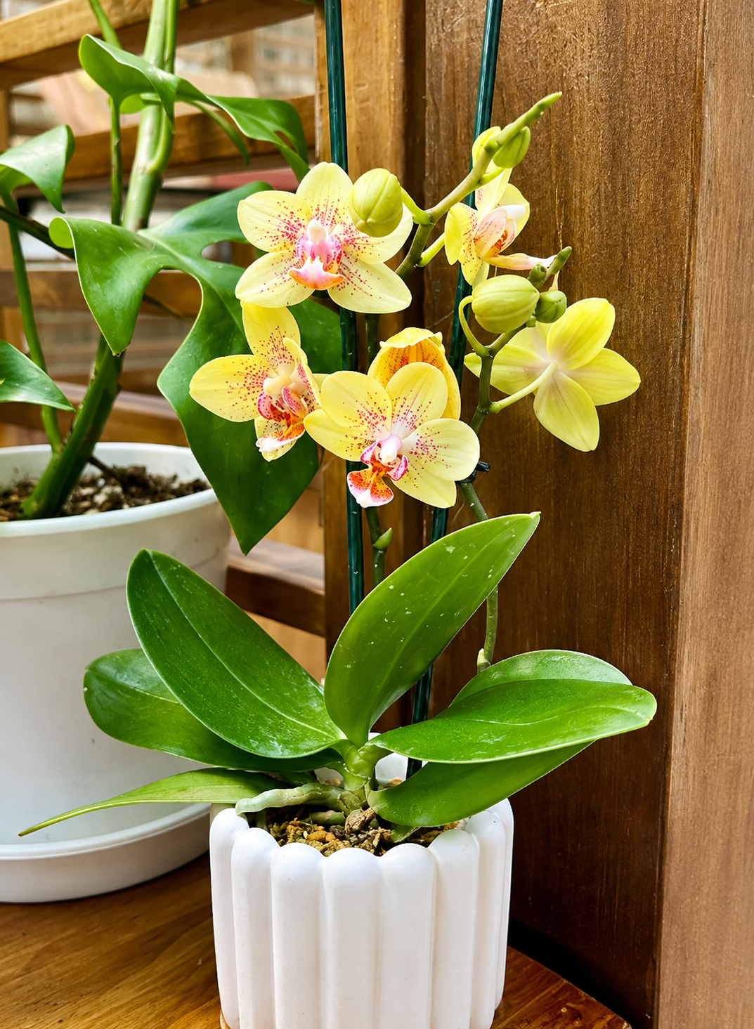 Maqui Plantas
