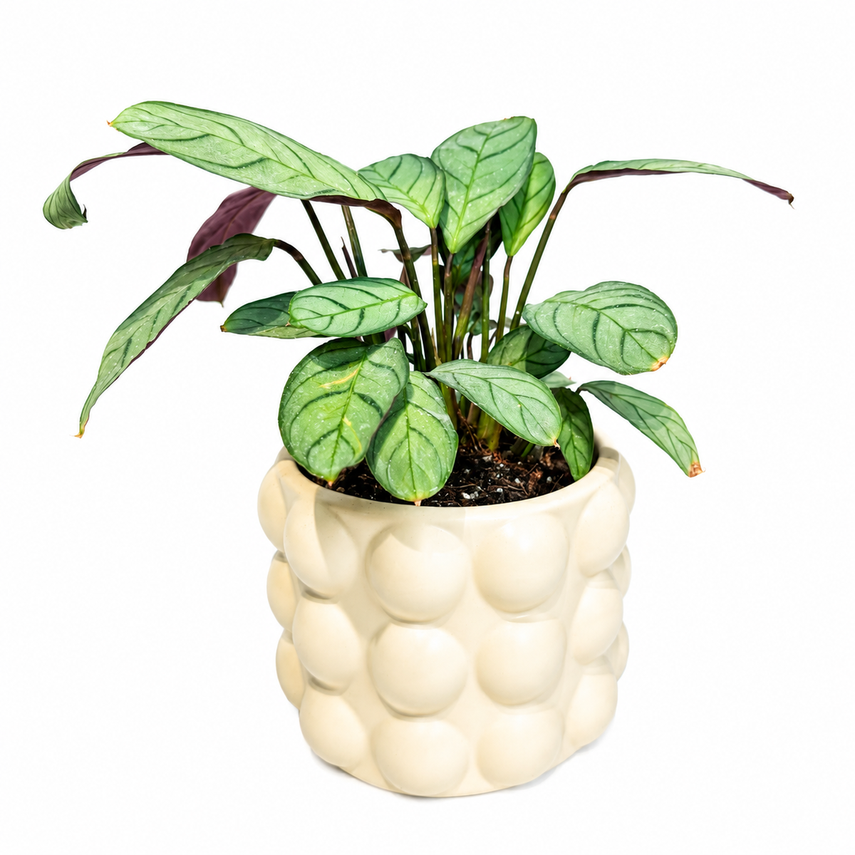 Calathea amagris