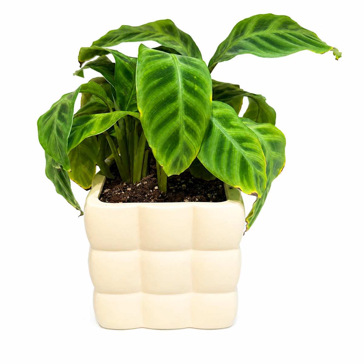Calathea zebrina