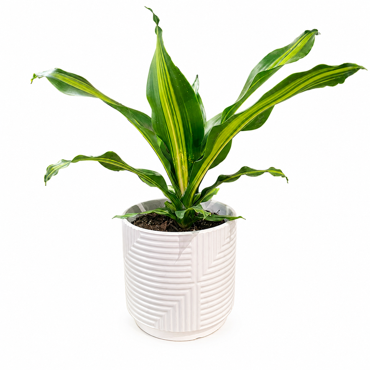 Dracena fragans
