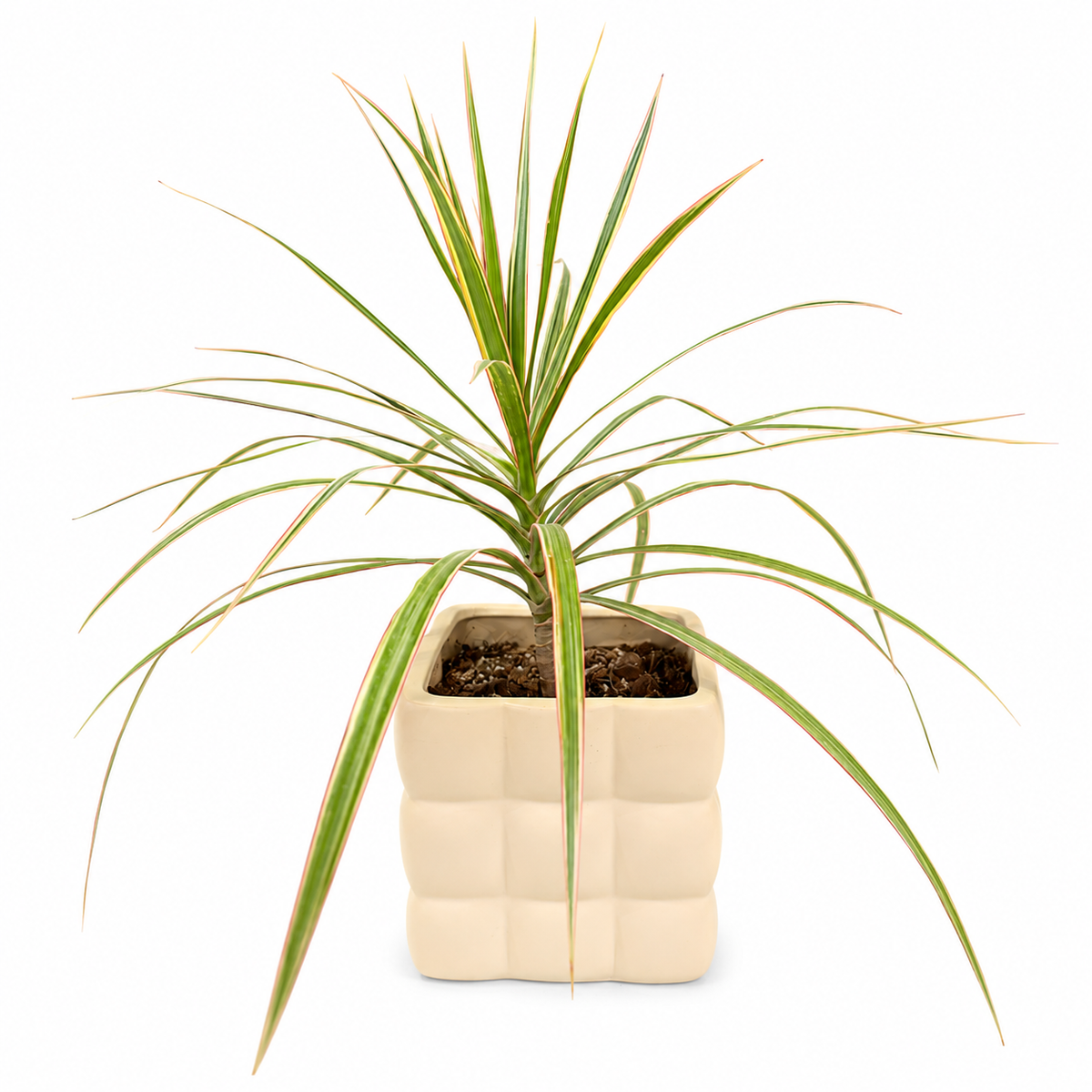 Dracena marginata tricolor