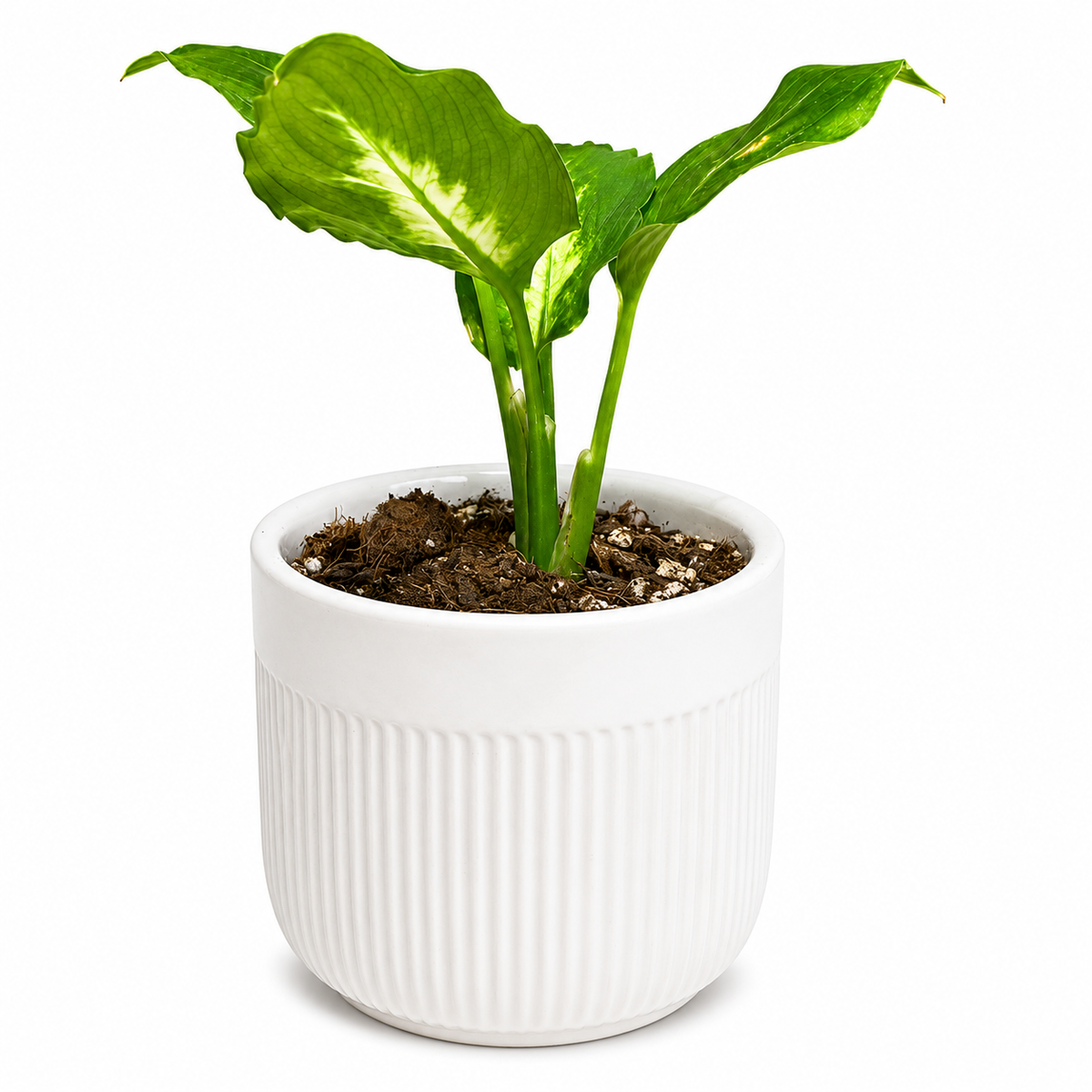 Dieffenbachia