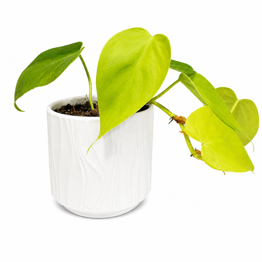 filodendro cordatum lemon