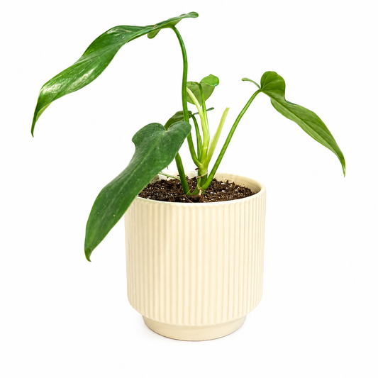 Filodendro panduriforme
