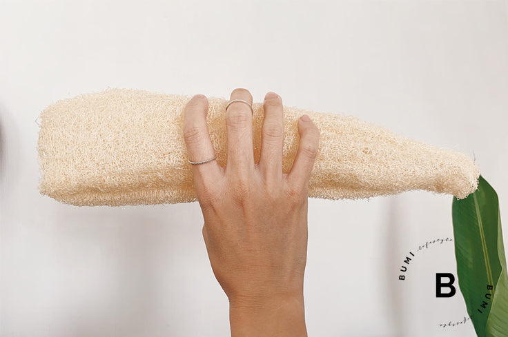 Luffa mediana