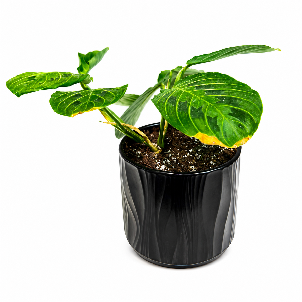 Maranta lemon lime