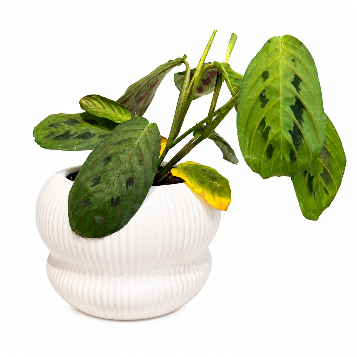 Maranta leuconeura
