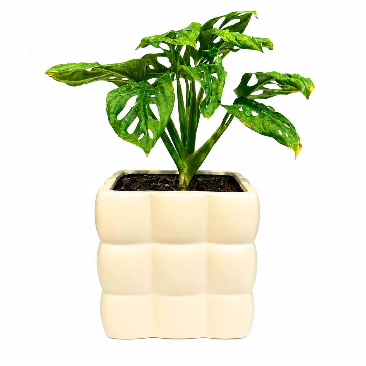 Monstera adansonii