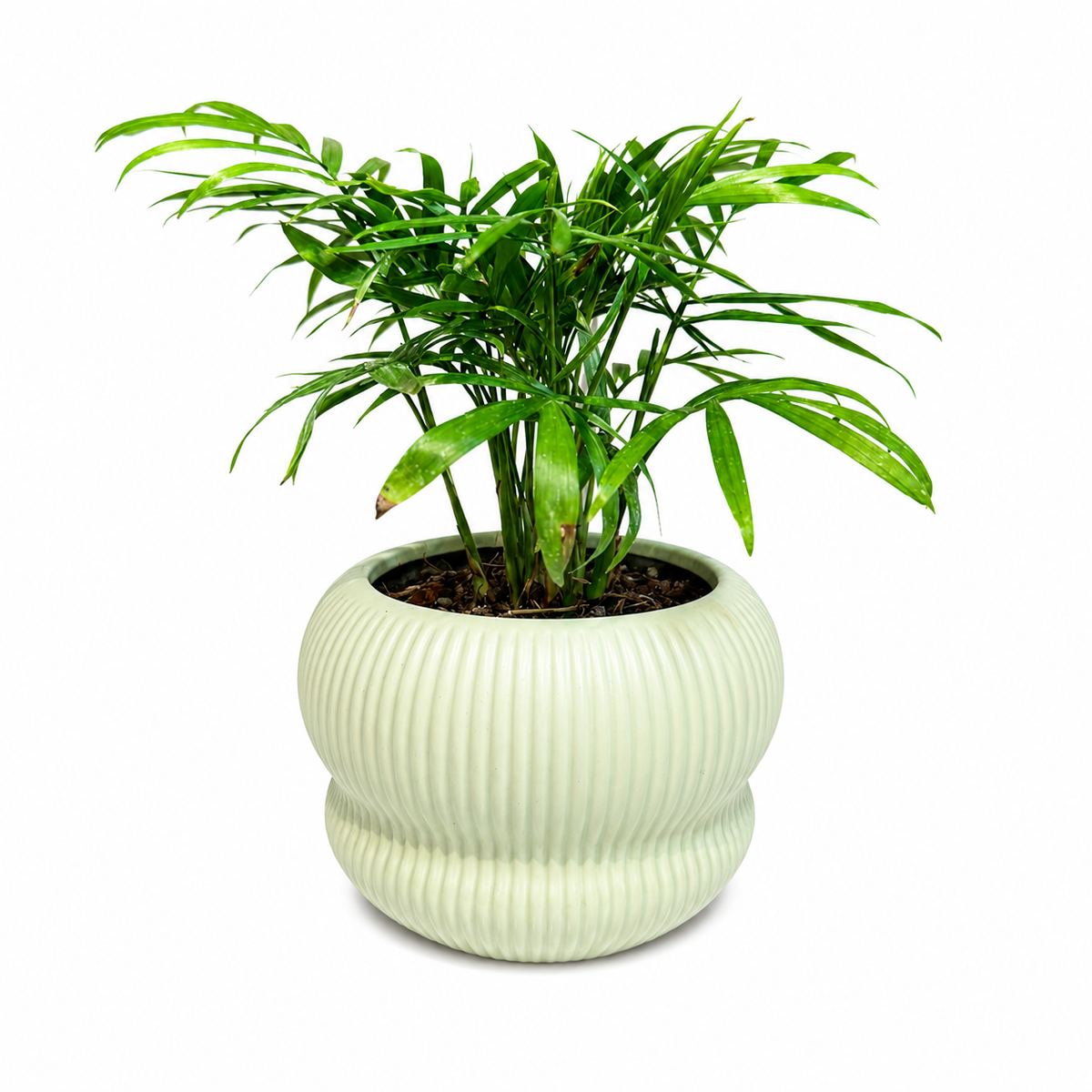 Palmera chamaedorea