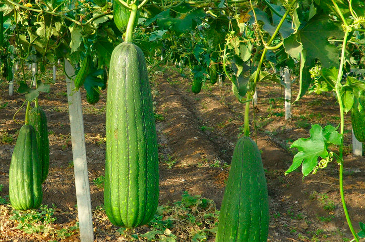 Luffa mediana