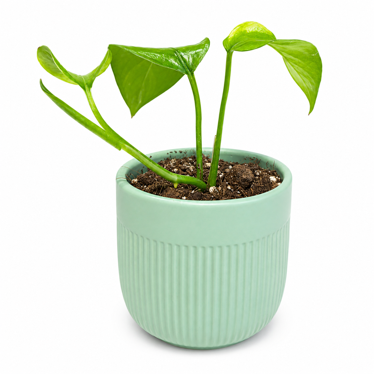Pothus golden