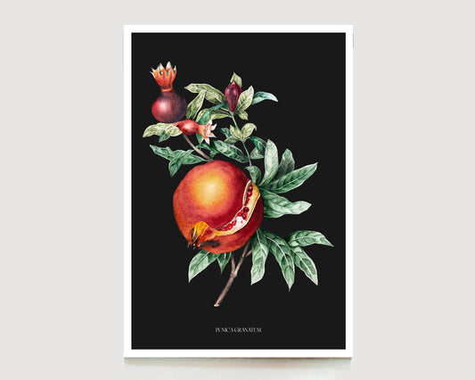 Punica Granatum
